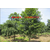 绿岛苗木供应5-30公分浙江杜英 金华尖叶杜英树缩略图1
