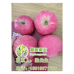 洛川富士苹果价格|景盛果业(在线咨询)|洛川富士苹果