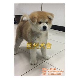 日系秋田犬专卖|南京秋田犬|巨洲犬舍