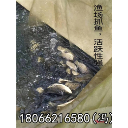 好赛水产品质量好(图)_金华无公害草鱼哪家好_金华无公害草鱼