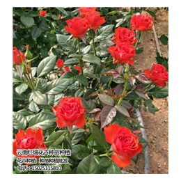 卡罗拉玫瑰苗相关信息|红瑞花卉(在线咨询)|卡罗拉玫瑰苗