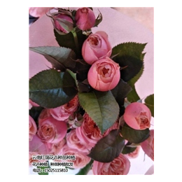 卡罗拉玫瑰苗销售信息_红瑞花卉_卡罗拉玫瑰苗