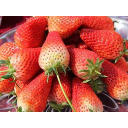 草莓苗、乾纳瑞农业科技服务好、草莓苗批发
