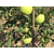 康霖现代农业(图)|套袋红富士苹果****近有吗|套袋红富士苹果缩略图1