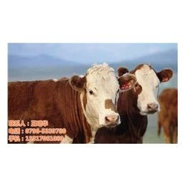 明发肉牛养殖销售(图)|养殖西门塔尔肉牛|西门塔尔肉牛