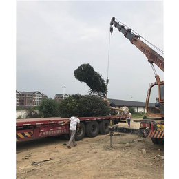 雅安高杆桂花树种植场|宜宾高杆桂花树|骏达园艺