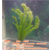 白洋淀绿荷水生植物(图),水生植物种植,黑藻缩略图1