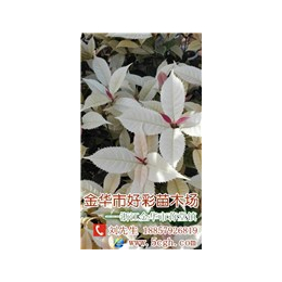 ****五彩桂花|好彩苗木(在线咨询)|五彩桂花