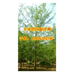 银杏树价格、宏松苗木、27公分山东银杏树价格