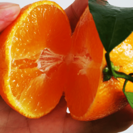 17年新鲜采摘的橘子爱媛38产地直发一手货源*缩略图