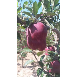 新疆苹果苗,乾纳瑞农业科技好品质,水蜜桃苹果苗价格