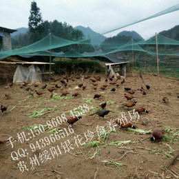 贵州银花七彩山鸡养殖场供应七彩山鸡的价格缩略图