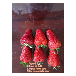 水果草莓苗|黄山草莓苗|乾纳瑞农业科技欢迎您(查看)