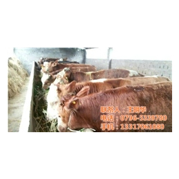 大型肉牛养殖场、明发肉牛养殖销售(在线咨询)、肉牛养殖