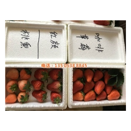 甜查理草莓苗、乾纳瑞农业科技好品质、上海草莓苗