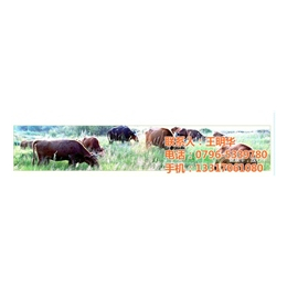明发肉牛养殖销售(在线咨询)、西门塔尔肉牛