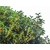 淮安桂花树、5公分桂花树价格、百佳园林绿化(****商家)缩略图1