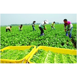 宏鸿农产品集团(图)|苏州食堂蔬菜配送公司|蔬菜配送公司