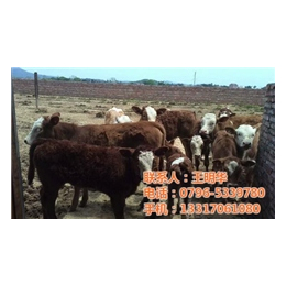 肉牛价格、明发肉牛养殖销售(在线咨询)、肉牛