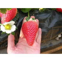 甜查理脱毒草莓苗_乾纳瑞农业科技公司售_草莓苗