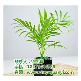 新叶园艺植物租赁(图)_大型植物租赁_江汉区植物
