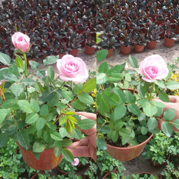 玫瑰花盆栽种植基地、焦作玫瑰花盆栽、濮阳世锦花卉基地厂址