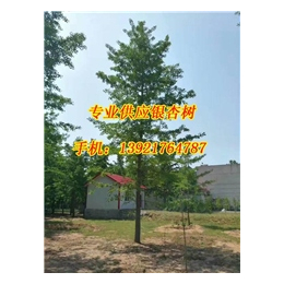 26公分银杏树价格,银杏树价格,宏松苗木(查看)