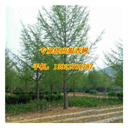 宏松苗木(图)、邳州银杏树价格、银杏树价格