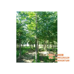 绿化银杏树|天津银杏树|绿都园林景观设计