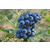 南昌蓝莓苗、百色农业、蓝莓苗一般多少钱缩略图1