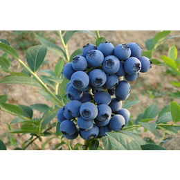 南昌蓝莓苗、百色农业、蓝莓苗一般多少钱