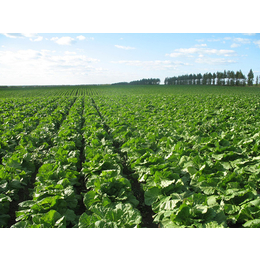 农产品检测、广州农产品、宏鸿农产品(在线咨询)
