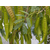 景江园林绿化(图)|云南灌木种子厂家*|云南灌木种子缩略图1