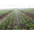 安徽安维节水灌溉(图),微喷设备安装,泰州微喷缩略图1