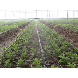 安徽安维节水灌溉(图),微喷设备安装,泰州微喷