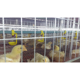 肉鸡笼厂、肉鸡笼、禽翔笼具养殖设备(查看)
