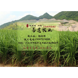 原生态有机大米,大米,粒粒仔山稻米自产自销