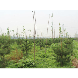 2米油松|绿都园林绿化工程|保定油松