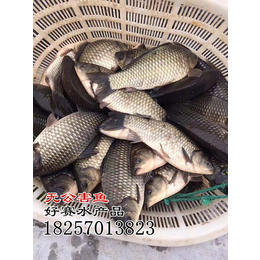 【好赛水产品】(图)|金华无公害鱼批发价格|金华无公害鱼