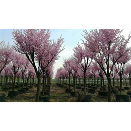 景观造型树种植基地|天津景观造型树|中峰园林