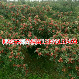 韩城花椒树价格 花椒树价格 无刺花椒