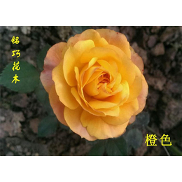 粉红玫瑰花语|玫瑰花|铭巧花木(查看)