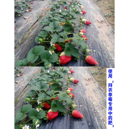 草莓叶面肥的用法_草莓叶面肥_拜农草莓中药叶面肥