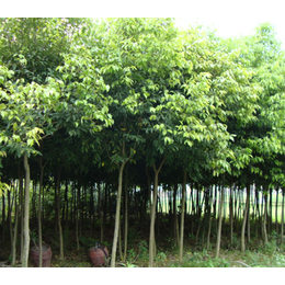 出售小柏树,青峰园林(在线咨询),黔东南柏树