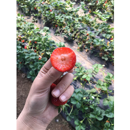 预售草莓苗|锦州草莓苗|乾纳瑞农业科技服务好