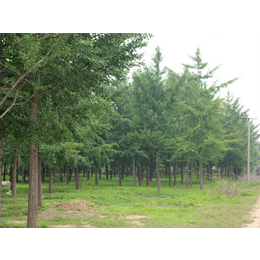 绿都园林承接绿化工程(图)、银杏树苗木价格、石家庄银杏树