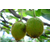 金魁猕猴桃苗,精品果园(在线咨询),猕猴桃苗缩略图1