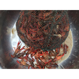 龙虾放养种苗|龙虾|元泉湾生态龙虾养殖(查看)