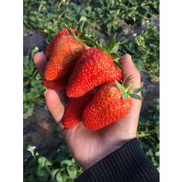 丰香草莓苗_乾纳瑞农业科技好品质_邢台草莓苗