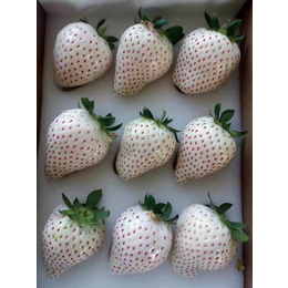 哈尔滨草莓苗_乾纳瑞农业科技公司售_盆栽草莓苗子